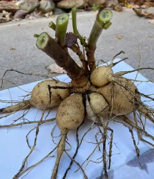 大丽花种球什么时候种植,大丽花的种植时间和方法