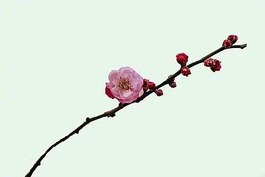 白梅花图片