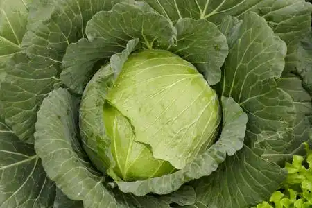 种植在农业农场的卷心菜照片