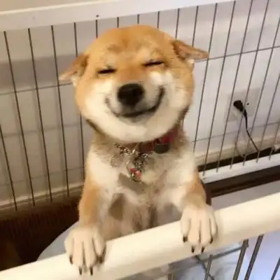 头像 萌宠 喵星人 汪星人 可爱 呆萌 搞怪 个性 猫咪 可爱 动物 大眼