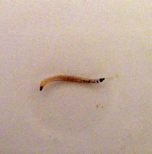 家里的自来水放出来后有如图的小虫,请问是什么虫?