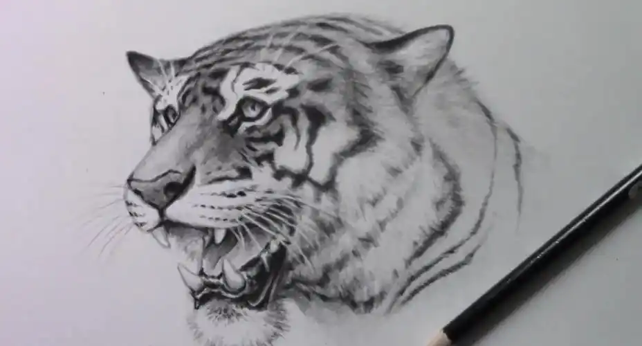 教你如何画一只霸气的老虎!-教育视频-搜狐视频