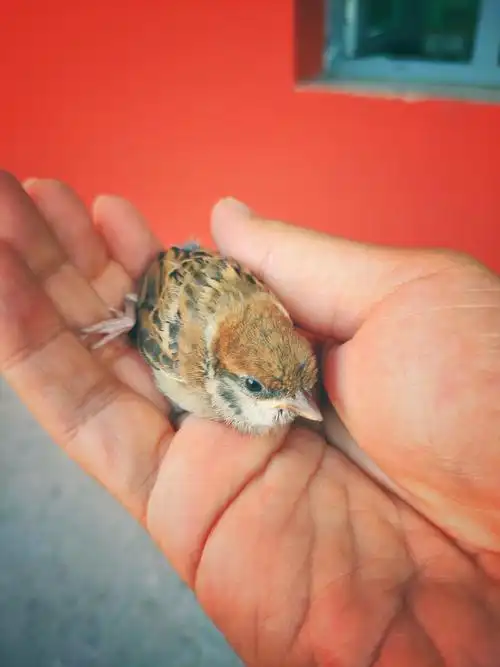 刚出窝的小麻雀,送回家吧 - 今天拔门牙 - 图虫