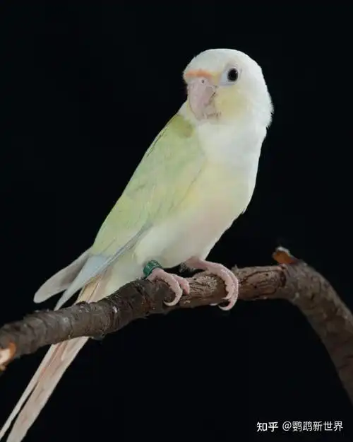 绿颊锥尾鹦鹉蓝化系列蓝化小太阳进阶版