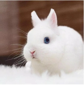 荷兰侏儒兔,如何演变成迷倒众生的家庭宠物?