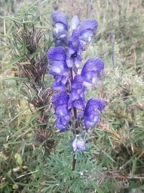越是有毒越美丽民间草药雪上一枝蒿