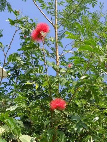 步道边上的红绒花