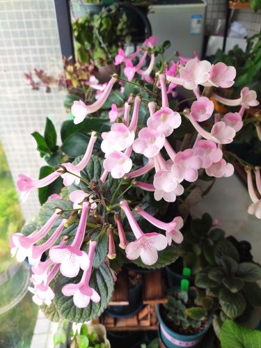 苦科迷岩 格鲁吉亚 花苗 耐热 苦苣苔科植物 园艺 阳台开花植物