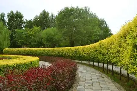 河北润丰林业科技有限公司—金叶榆_国槐_密枝红叶李