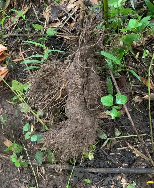 荒野维生野菜系列五叶薯蓣