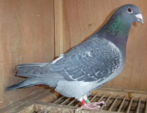 【詹森小火箭】 保证金级 拍卖