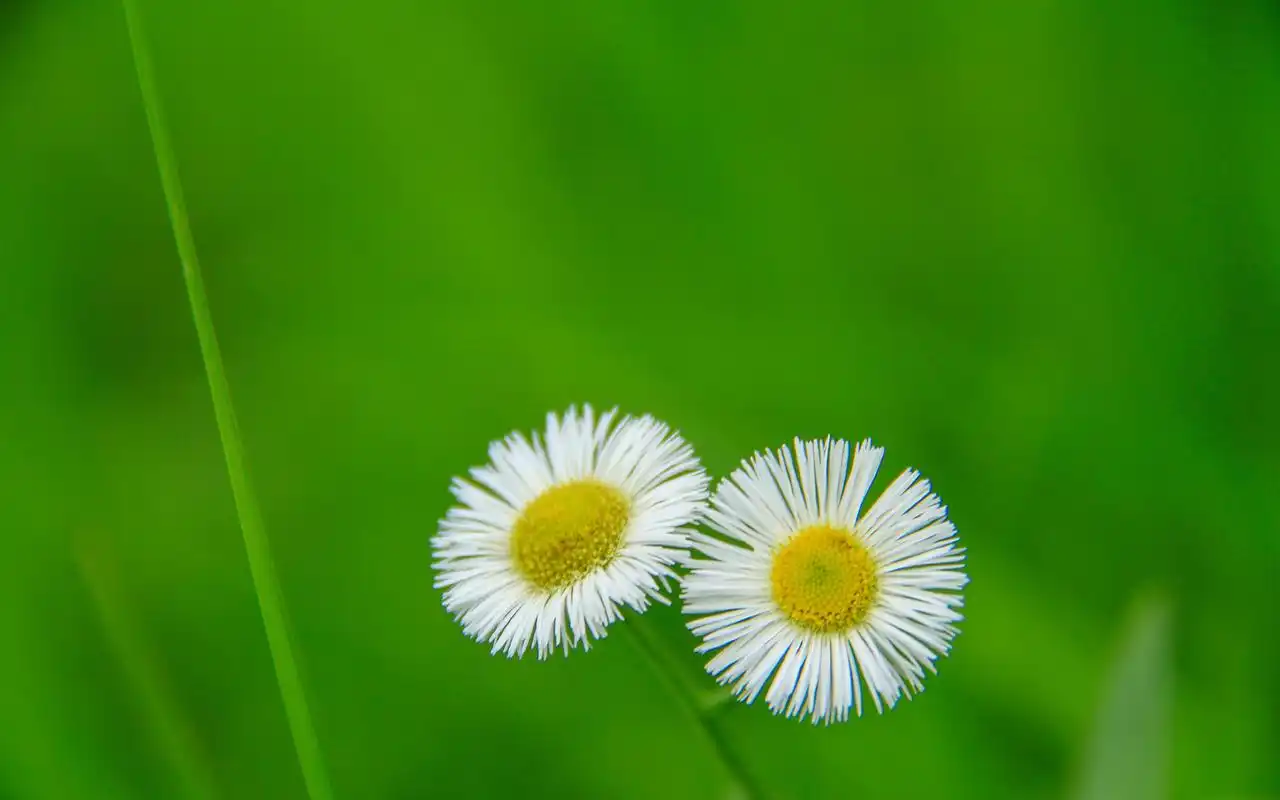 路边的野花小清新唯美高清桌面壁纸