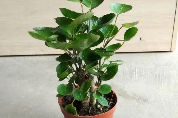 金钱兜怎么修剪枝叶金钱兜繁殖方法