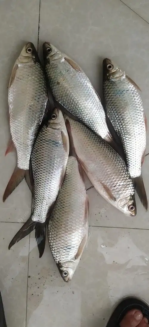 水库土鲮鱼过瘾哟.