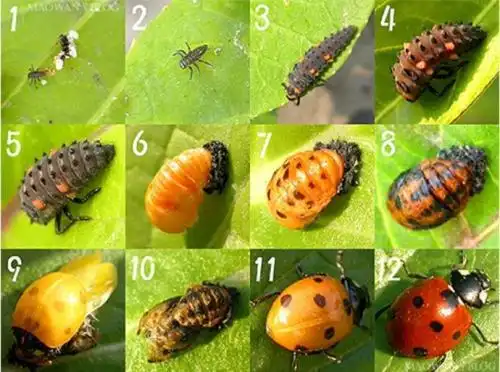 郑州投放3万瓢虫卵 "以虫治虫"防治蚜虫