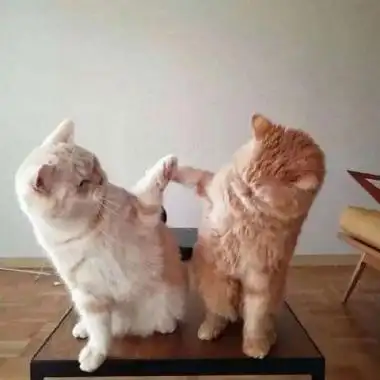 搞笑搞笑头像 沙雕真人黑动画美女大头像 可爱 霸气 高冷搞笑微信头像