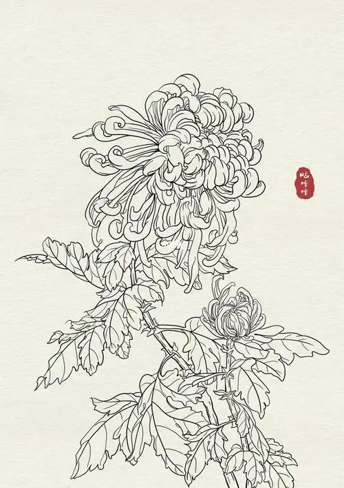 菊花线稿白描插画国风练习