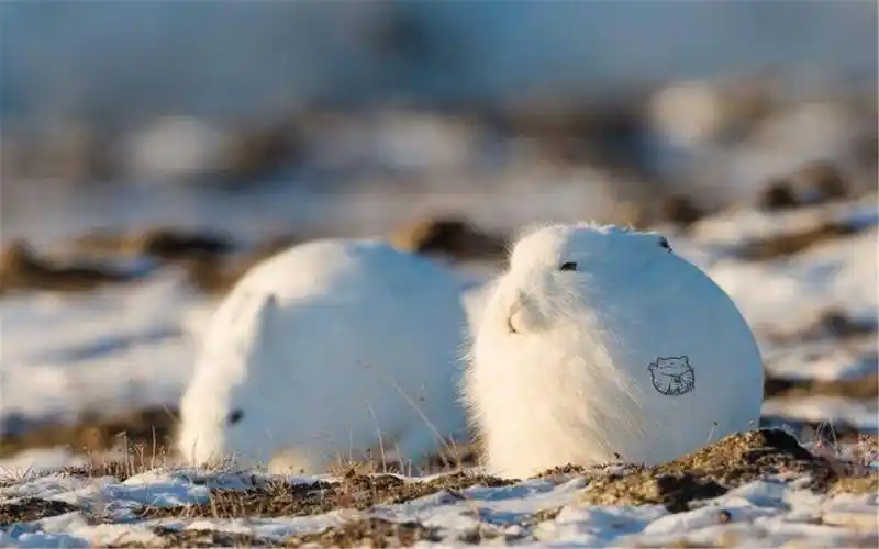 可爱的北极兔蹲坐如雪球站立则露出大长腿