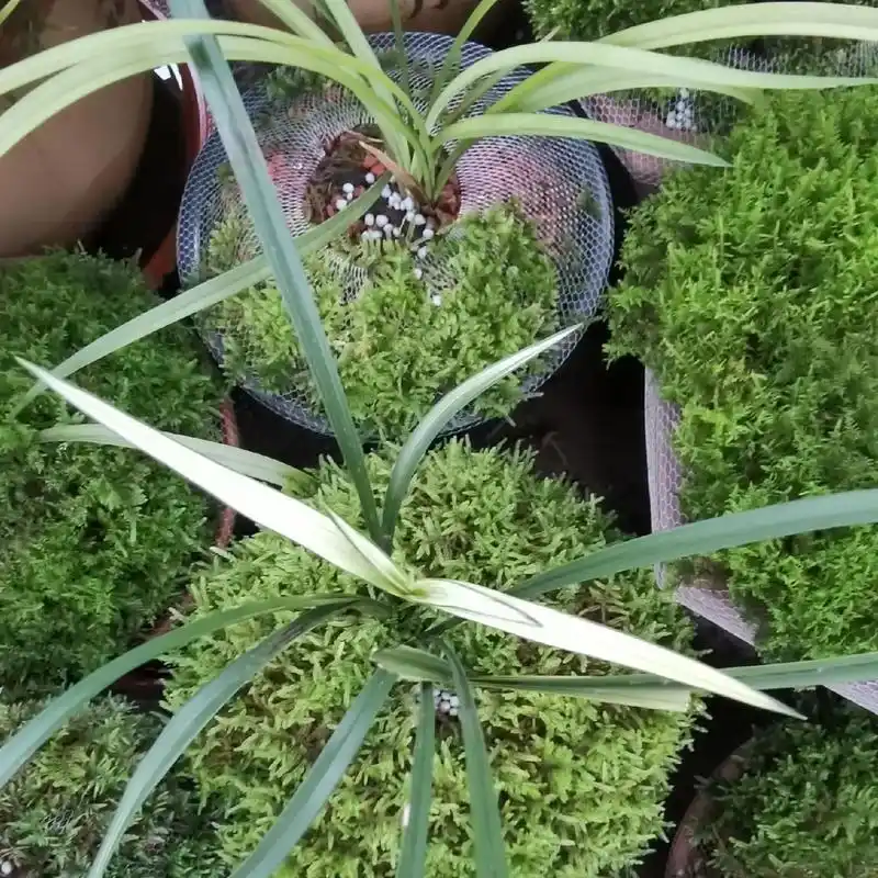 云南野生土货与兰花欣赏