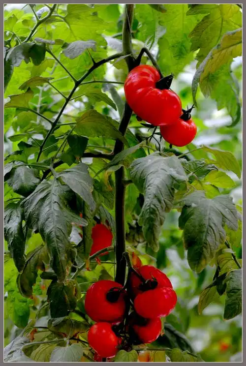 西红柿树