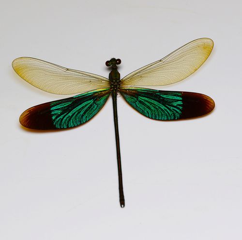 森林野人  豆娘 色蟌  蜻蜓 华艳色蟌 昆虫标本 原虫