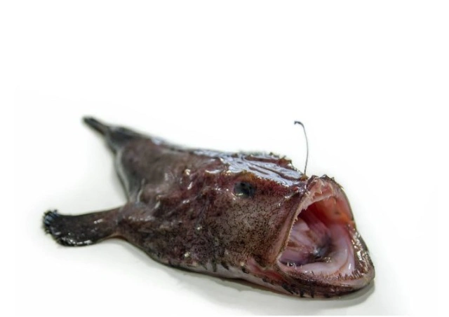 这鱼被称为"海中鹅肝",长的吓人,味道却独特