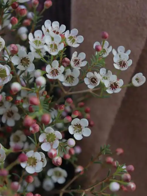 澳洲腊梅樟树丛里花植