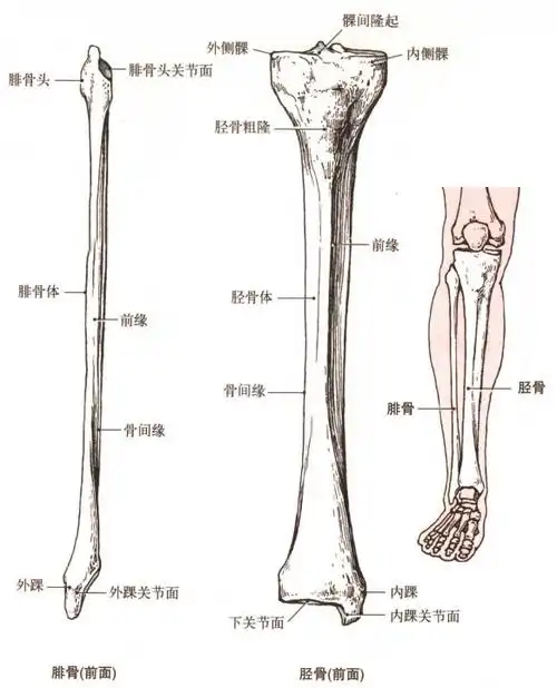 腓骨胫骨解剖示意图-人体解剖图,_医学图库