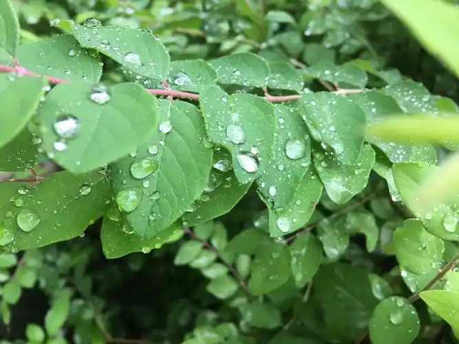 雨天