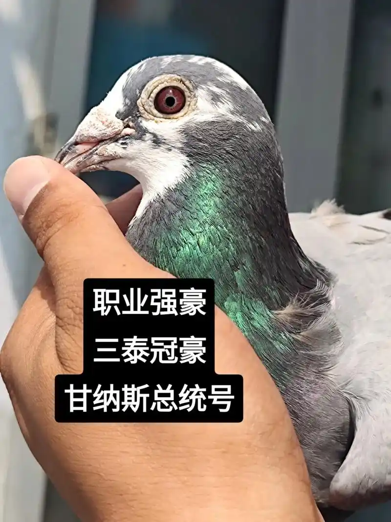 甘纳斯总统号.石家庄职业赛鸽强豪   三泰冠豪鸽业   19 - 抖音