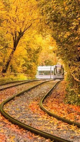 超美秋日落叶风景手机壁纸_风景_手机壁纸下载_美桌网