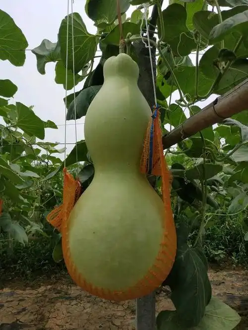 【精选】巨型葫芦特大葫芦种子大亚腰盆栽阳台庭院易种手捻葫芦籽文玩