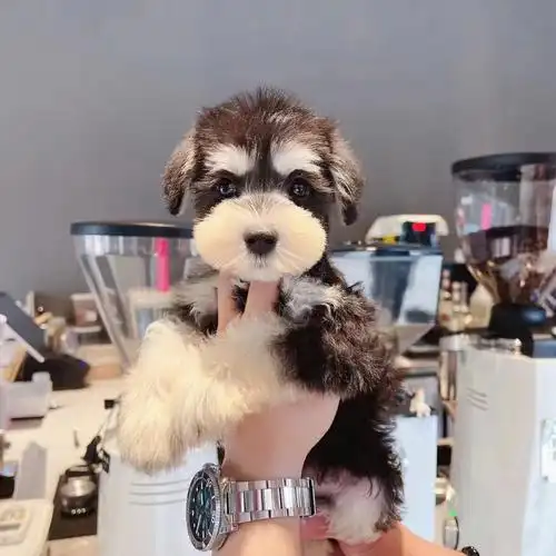 小体雪纳瑞小体雪纳瑞didi快4月龄