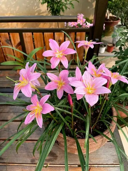 风雨兰多年生绿化韭兰种球庭院阳台葱兰易活开花耐热球根花卉盆栽