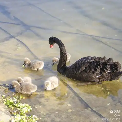 水上公园里的黑天鹅等