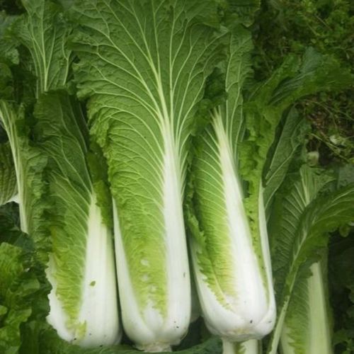 云南高山麻叶青菜大白菜天津绿白菜时令蔬菜新鲜农家自种现摘2500克