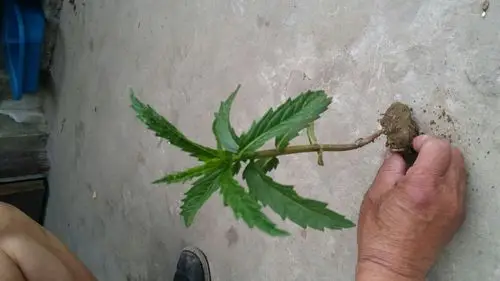 据说这株植物是虫草,有毒吗?起什么功效?具体叫什么名称?