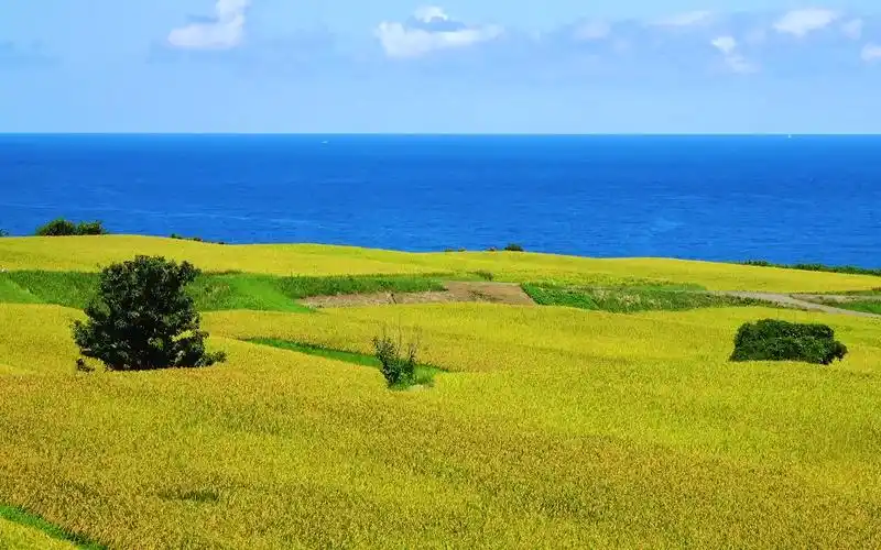 【深度/睡眠/读书/学习/冥想】海边田间听闲暇-1080p 高清