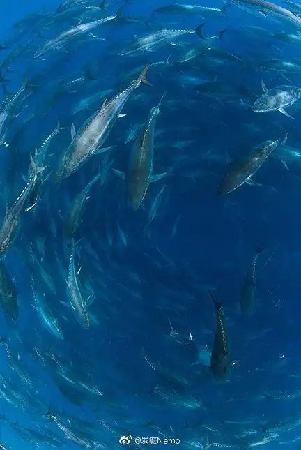 【大鱼美图】北方蓝鳍金枪鱼(thunnus thynnus)又称大西洋蓝鳍金枪鱼