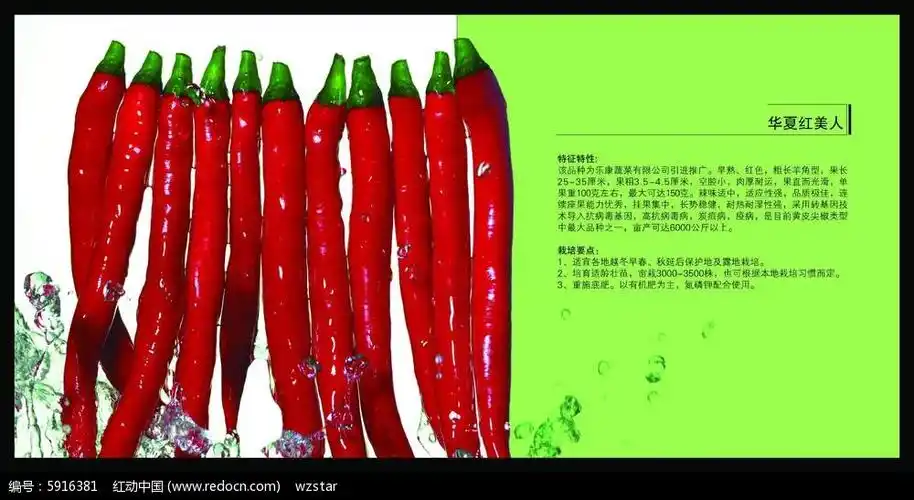 红辣椒单页背景素材psd免费下载_红动中国