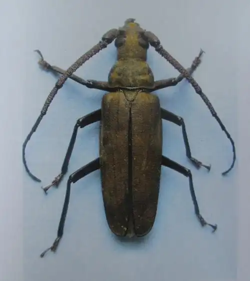 薄翅锯天牛词条图册_百度百科