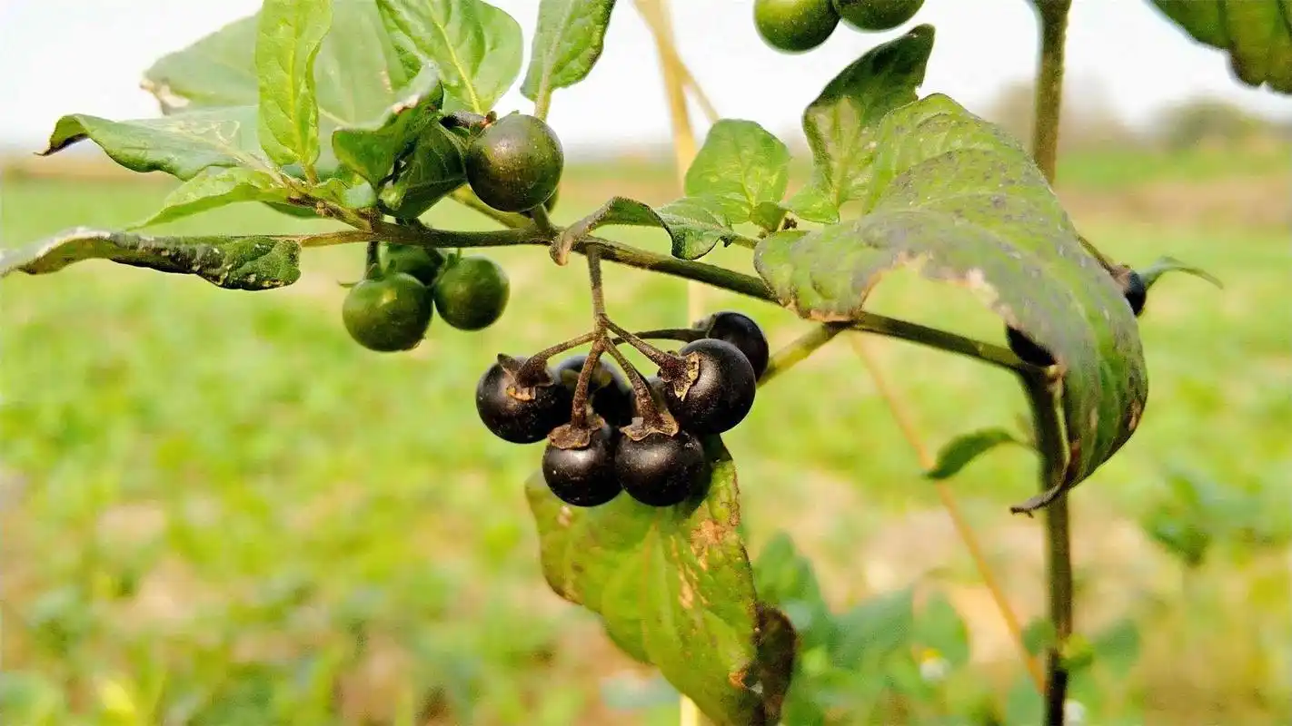 农村山上常见的12种野果子,可以新鲜的吃,也可以用来泡酒