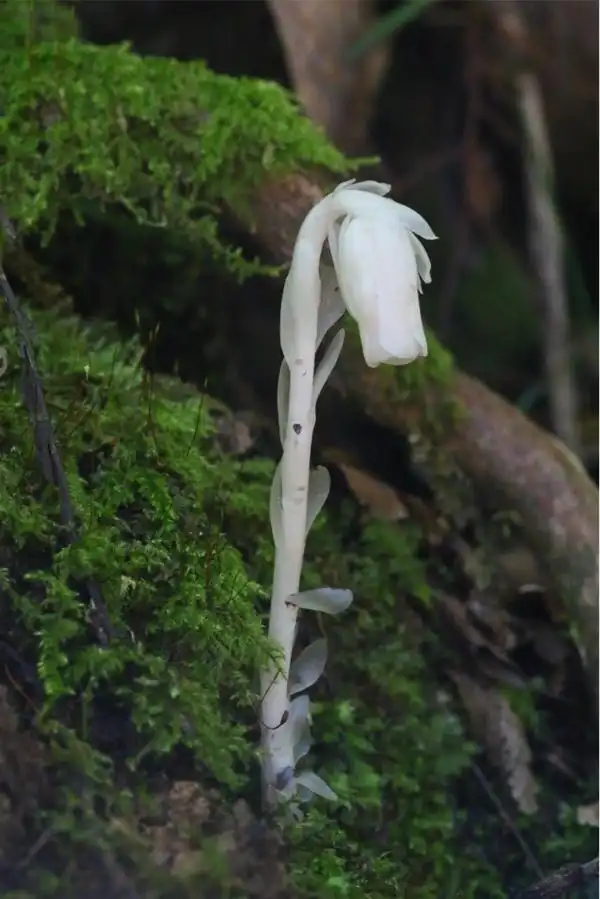 珍稀罕见!"幽灵之花"——水晶兰现身重庆