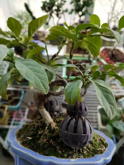 这棵珊瑚豆费劲了我的心血,花期时满树繁花,曾棉签授粉,控水,大太阳