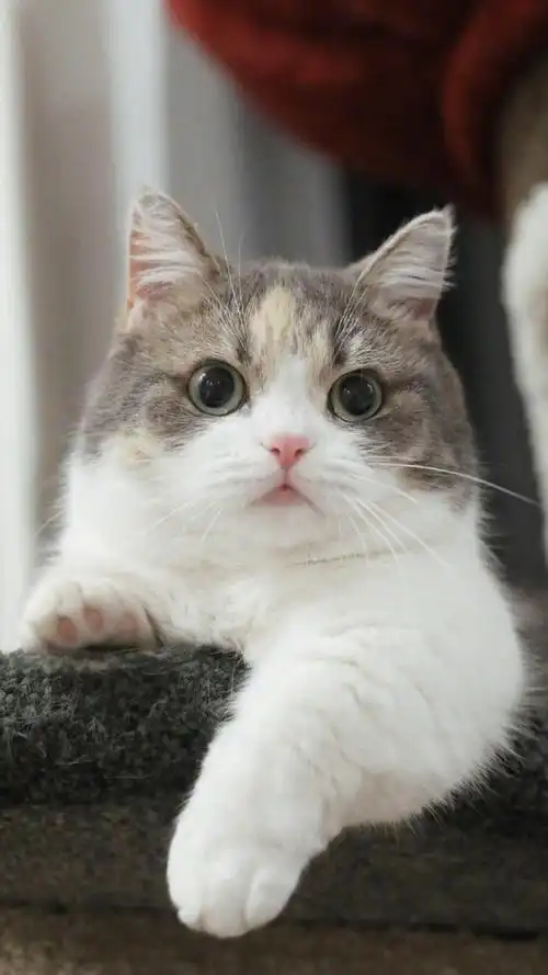 萌系可爱小猫咪手机壁纸