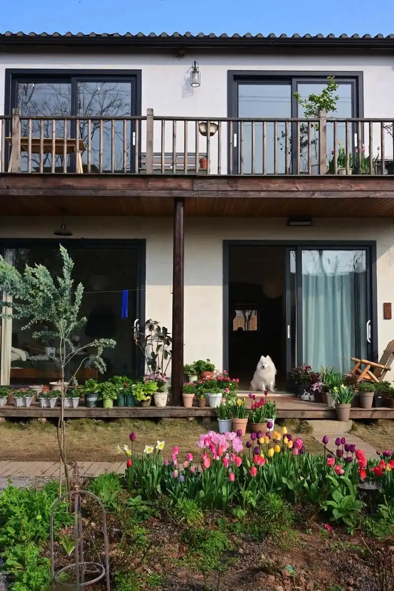 小院的春天来了.#郁金香 #浪漫是自己种的郁金香 #图文伙伴 - 抖音