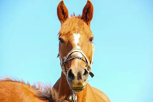 马头图片-马头图片大全-马头背景图片