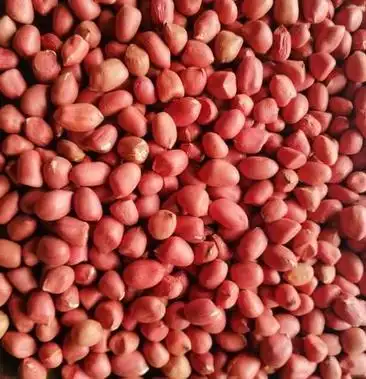 [花生米批发]缅甸红皮花生米价格5.30元/斤 - 一亩田