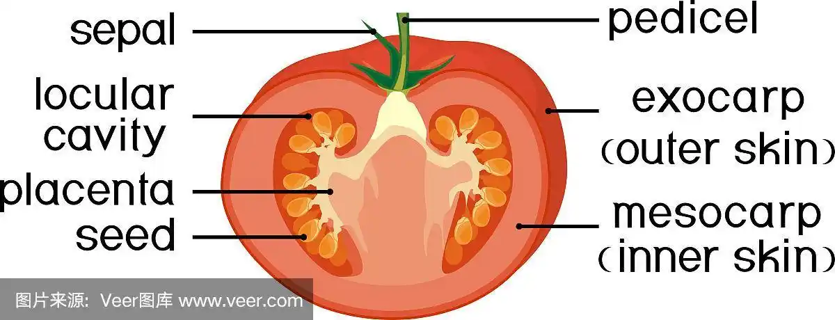 切片上的番茄果实结构孤立在白色背景上