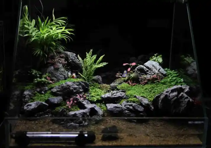 120 50缸开缸分享 - 水草造景 - cta南美水族 - powered by discuz!